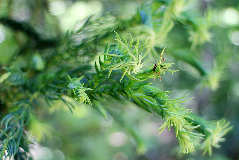 ねじれ杉の写真