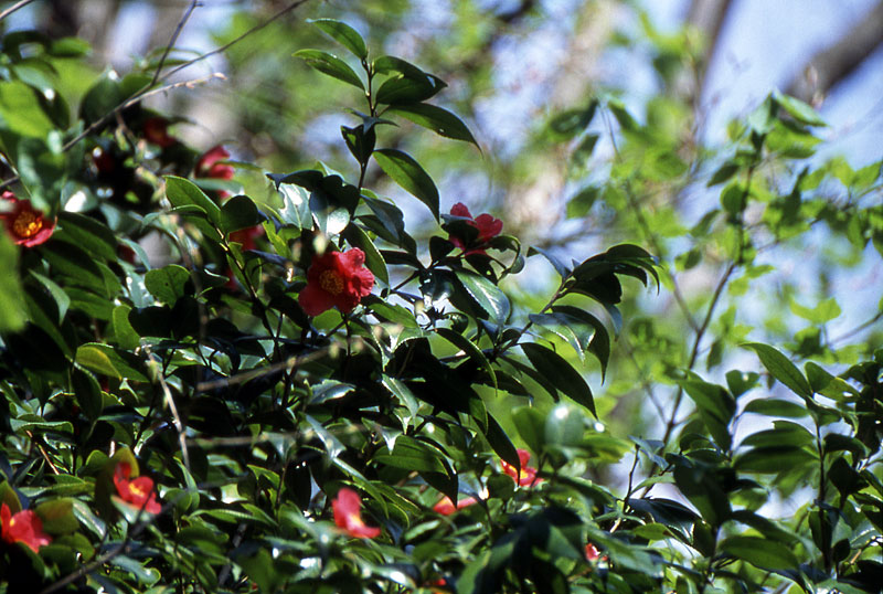 ユキツバキの写真