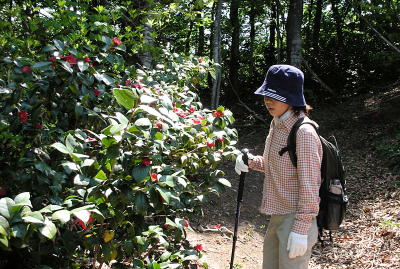 花ノ木坂の写真