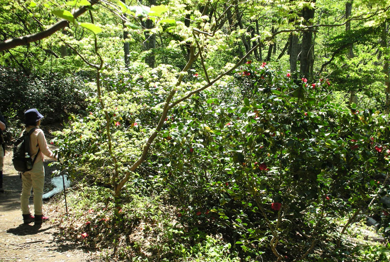 花ノ木坂の写真