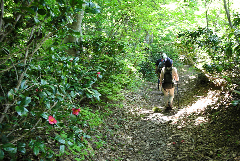 花ノ木坂の写真