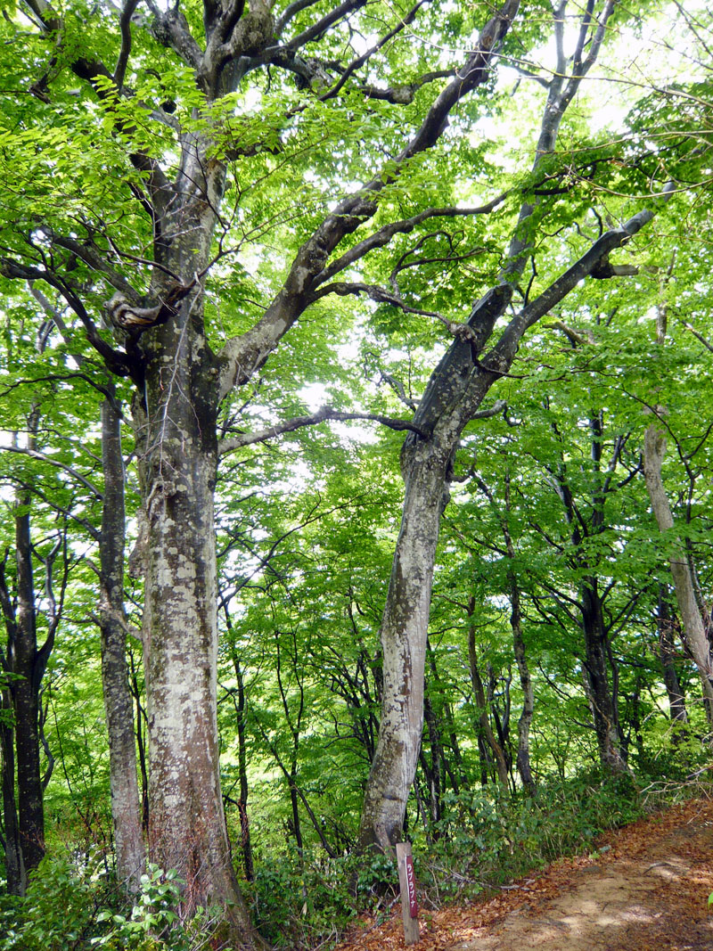 ラブラブナの写真