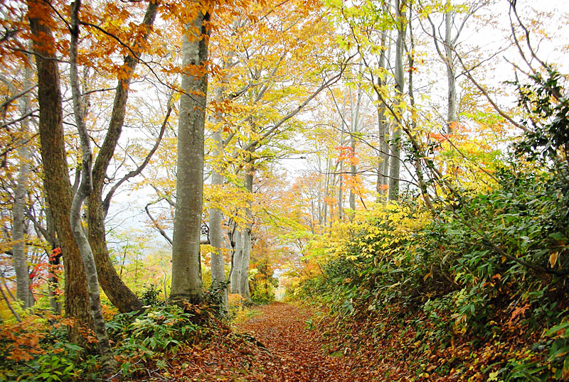 花ノ木坂の写真
