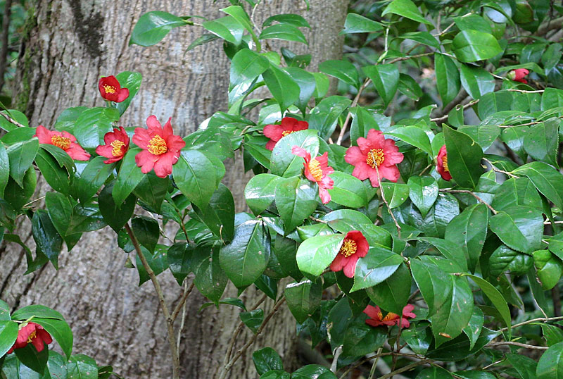 ユキツバキの写真