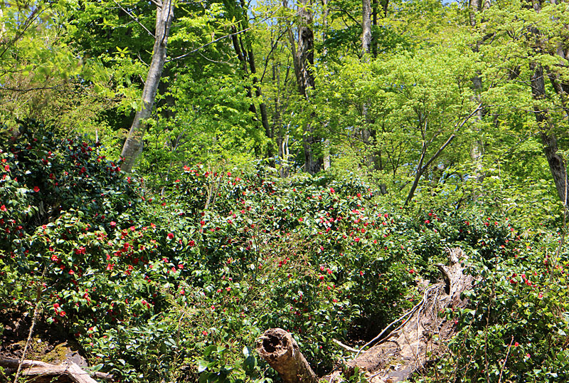 ユキツバキの写真