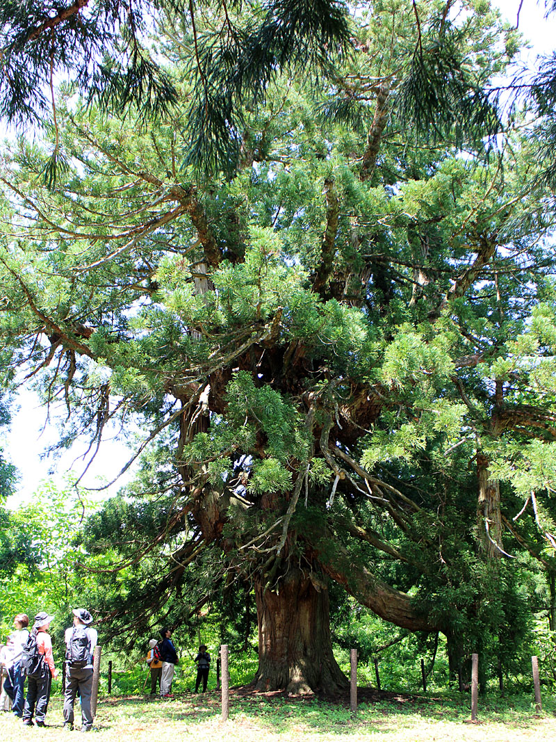 皇壇ノ杉の写真