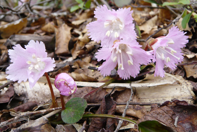 イワウチワの写真