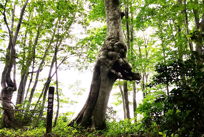 龍神ブナの写真