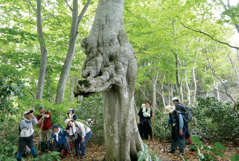 龍神ブナの写真
