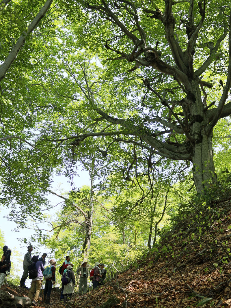 千手ブナの写真