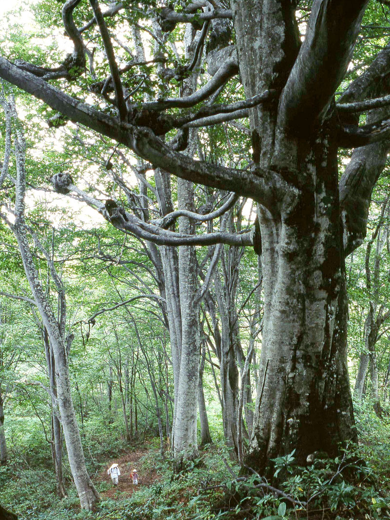 千手ブナの写真