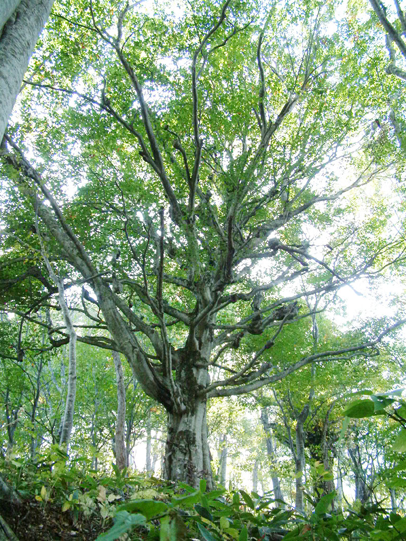 千手ブナの写真