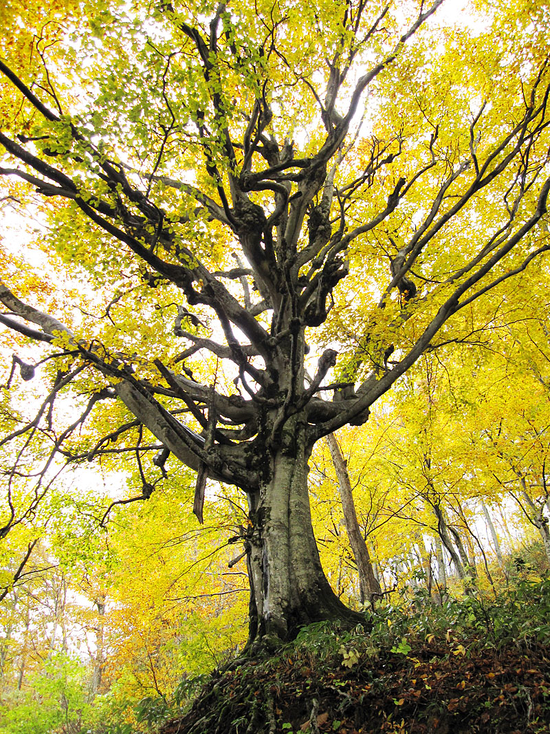 千手ブナの写真