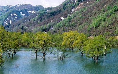 荒沢ダム（新緑）画像