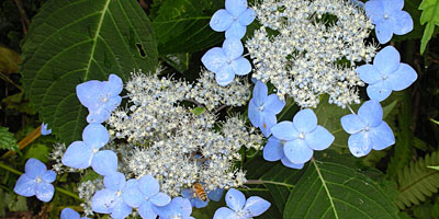 エゾアジサイ画像